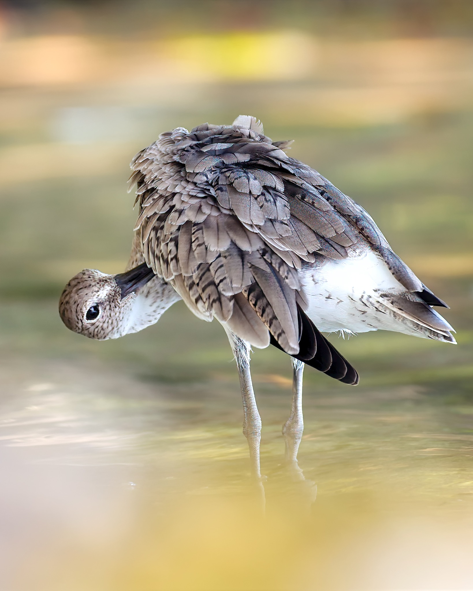 Einsamer Wasserläufer in San Andrés, Kolumbien