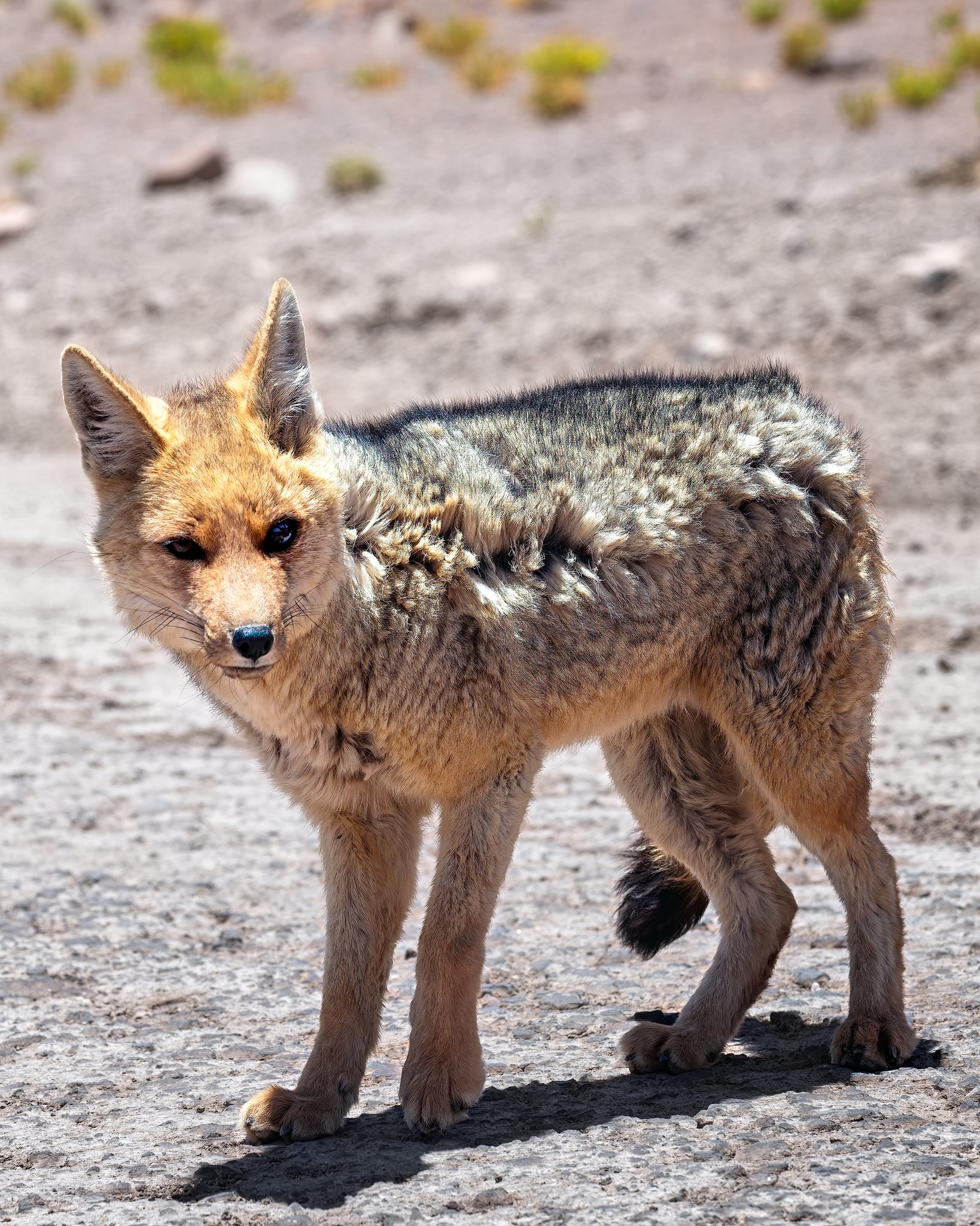Andenfuchs an der Laguna Miscanti, San Pedro de Atacama, Chile