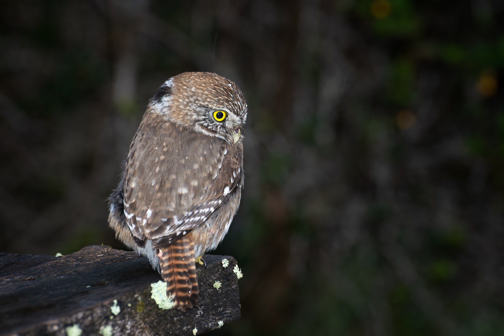 Small owl perched on a branch in the forest
