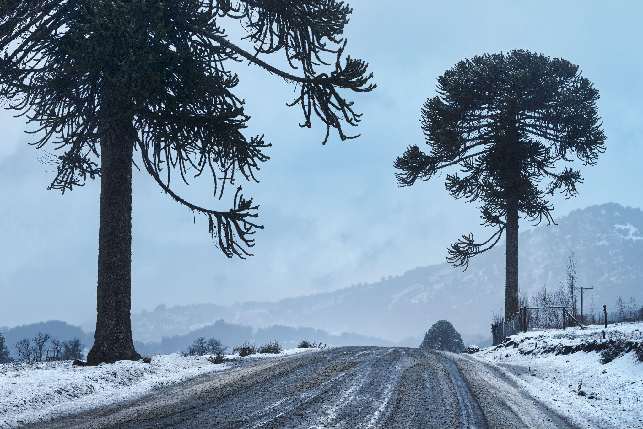 Araucarias junto a un camino nevado