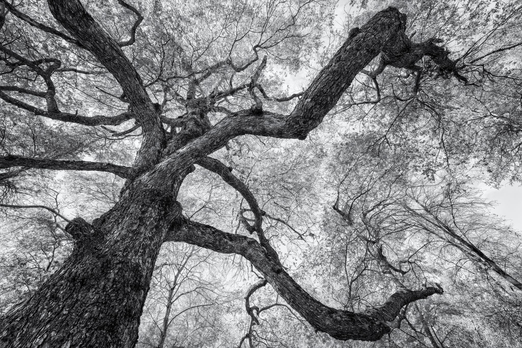 Árbol visto desde abajo en blanco y negro