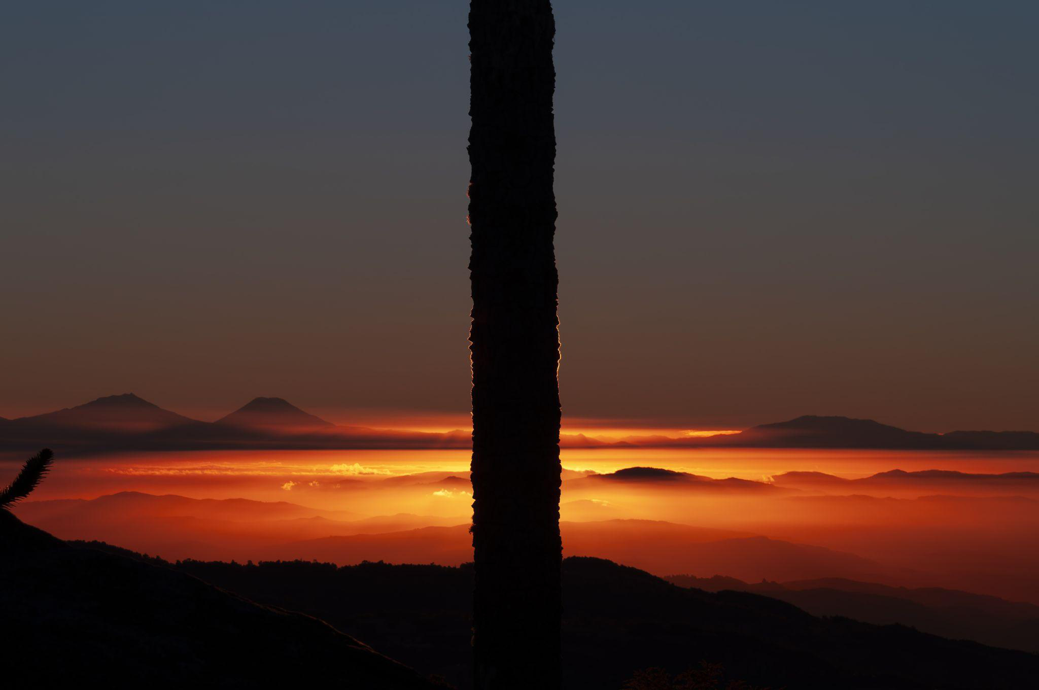 Araucaria en silueta frente a montañas y luz rojiza