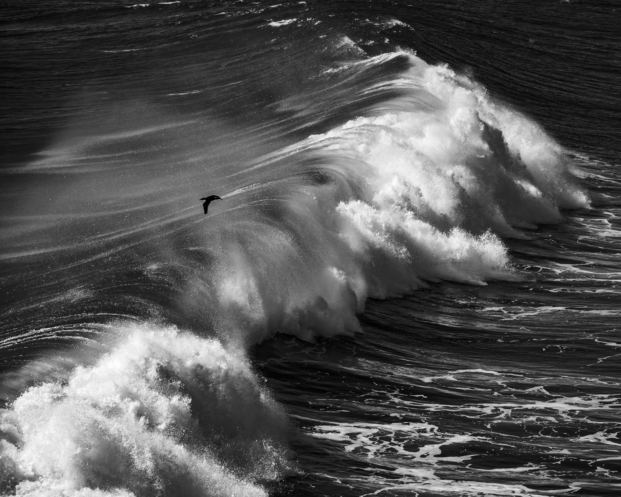 Grandes olas y un ave en vuelo frente a Pichilemu, en blanco y negro
